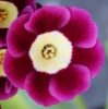 Picture of Primula auricula 'Argus'