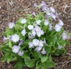 Picture of Primula pubescens lavender
