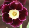 Picture of Primula auricula 'Gordon Douglas'
