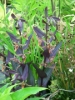 Picture of Epipactis gigantea 'Serpentine Night'