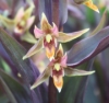 Picture of Epipactis gigantea 'Serpentine Night'