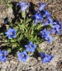 Picture of Gentiana angustifolia