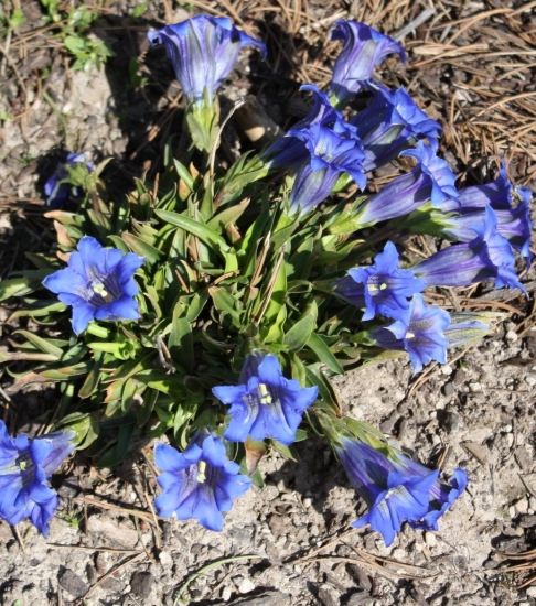 Picture of Gentiana angustifolia