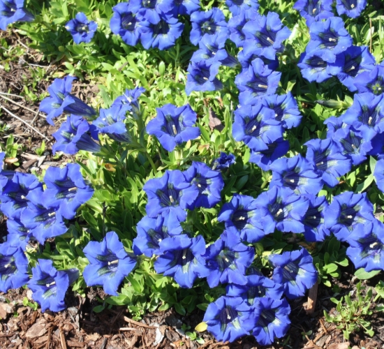Picture of Gentiana acaulis Hybrid 'Holzmann'