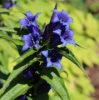 Picture of Gentiana asclepiadea