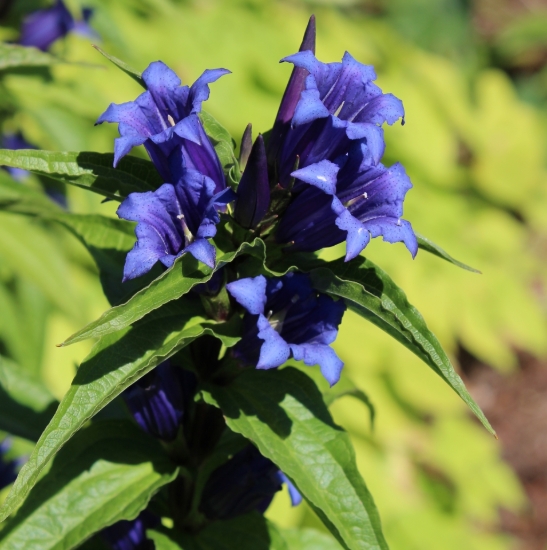 Picture of Gentiana asclepiadea