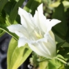 Picture of Gentiana asclepiadea 'Alba'