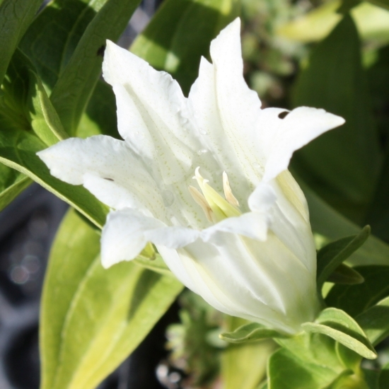 Picture of Gentiana asclepiadea 'Alba'