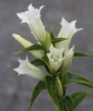 Picture of Gentiana asclepiadea 'Alba'