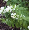 Picture of Gentiana asclepiadea 'Alba'