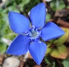Picture of Gentiana verna var.  angulosa