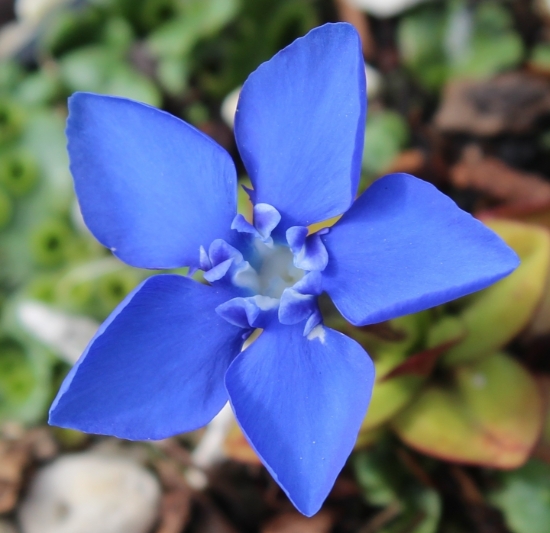 Picture of Gentiana verna var.  angulosa