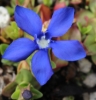 Picture of Gentiana verna var.  angulosa