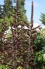 Picture of Veratrum nigrum band pot