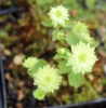 Picture of Anemonella thalictroides 'Betty Blake'