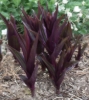 Picture of Epipactis gigantea 'Serpentine Night' x- large