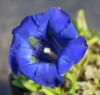 Picture of Gentiana acaulis Hybrid 'Hohenstein'