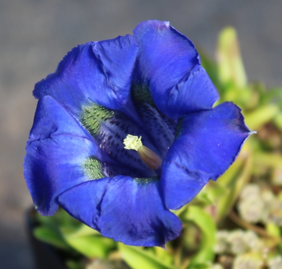 Picture of Gentiana acaulis Hybrid 'Hohenstein'