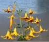 Picture of Lilium canadense yellow BR med
