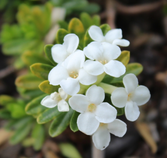 Picture of Daphne x hendersonii 'Marion White'