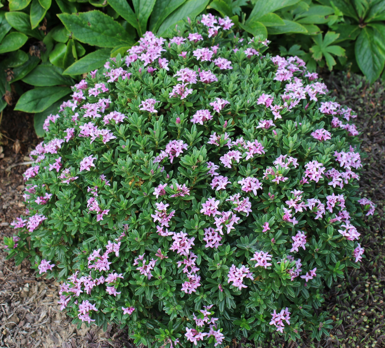 Edelweiss Perennials. Daphne × susannae 'Anton Fahndrich'
