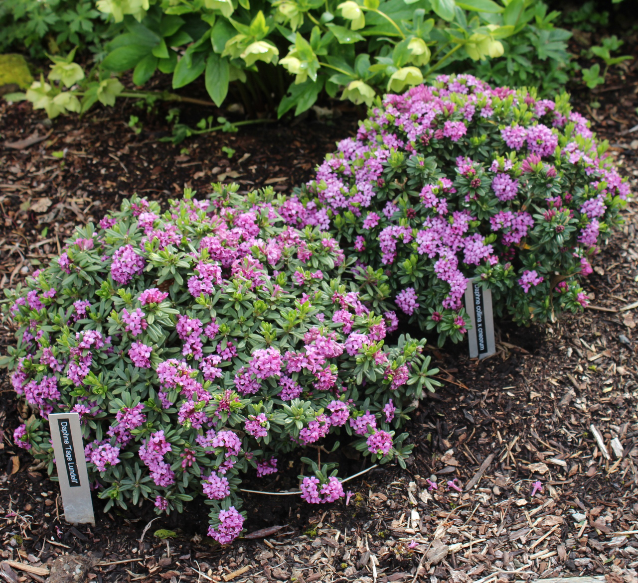 Edelweiss Perennials. Daphne × susannae 'Anton Fahndrich'