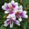Picture of Alstroemeria Lavender-white