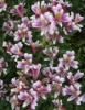 Picture of Alstroemeria Lavender-white