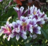 Picture of Alstroemeria Lavender-white