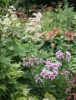Picture of Alstroemeria Lavender-white
