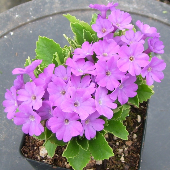 Picture of Primula marginata 'Dekker'