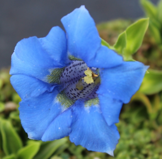 Picture of Gentiana acaulis Hybrid 'Abendhimmel'
