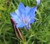 Picture of Gentiana ternifolia 'Dali'