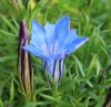 Picture of Gentiana ternifolia 'Dali'