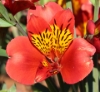 Picture of Alstroemeria 'Etna'