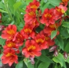 Picture of Alstroemeria 'Etna'