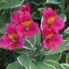 Picture of Alstroemeria 'Phoenix'