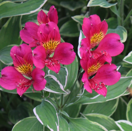 Picture of Alstroemeria 'Phoenix'