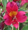 Picture of Alstroemeria 'Phoenix'
