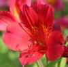 Picture of Alstroemeria 'Red Elf'