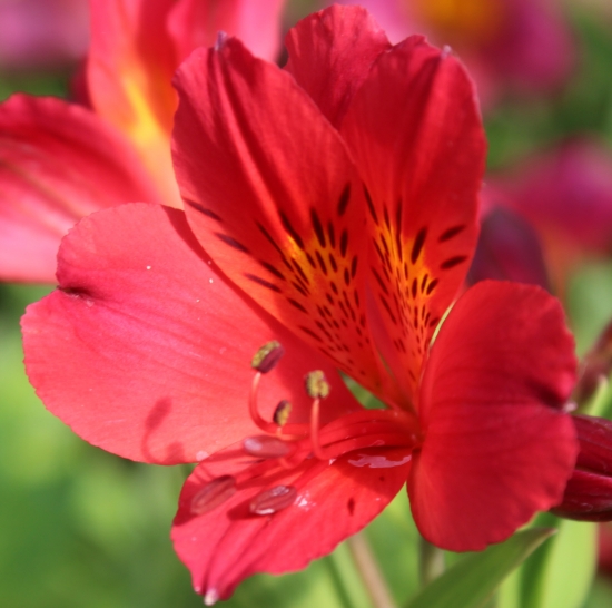 Picture of Alstroemeria 'Red Elf'