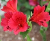 Picture of Alstroemeria 'Red Elf'