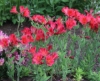 Picture of Alstroemeria 'Red Elf'