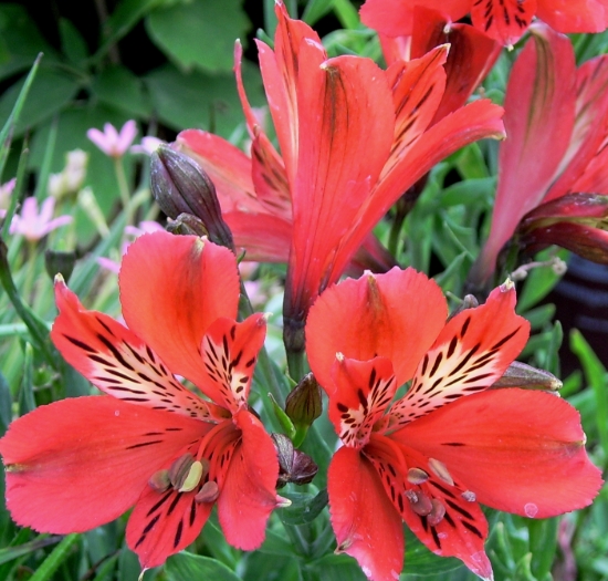 Picture of Alstroemeria 'Dwarf Fuchsia'