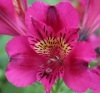 Picture of Alstroemeria 'Pandora'