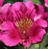 Picture of Alstroemeria 'Pandora'