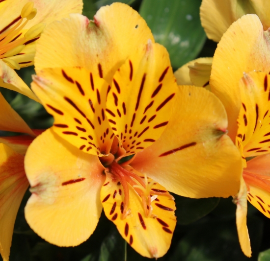 Picture of Alstroemeria 'Inca Gold Rush'