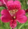 Picture of Alstroemeria 'Purple Rain'