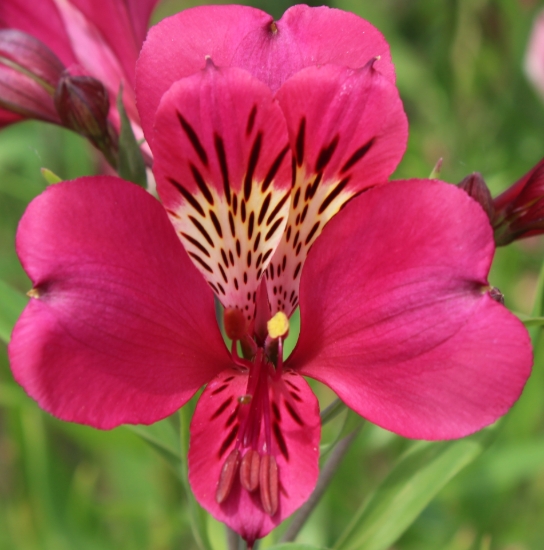 Picture of Alstroemeria 'Purple Rain'