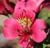 Picture of Alstroemeria 'Purple Rain'